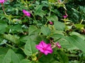 Four oÃ¢â¬â¢clock plant  Mirabilis jalapa L. on the nature background Royalty Free Stock Photo